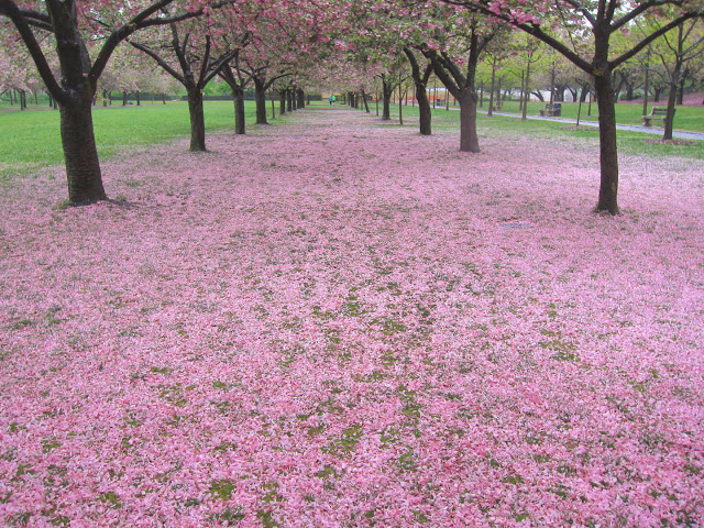 I ciliegi in fiore al giardino botanico di Brooklyn