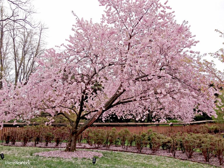 Sakura Matsuri: la fioritura dei ciliegi al Brooklyn Botanic Garden