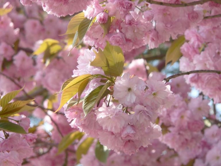 La fioritura dei ciliegi e il festival giapponese a Roosvelt Island