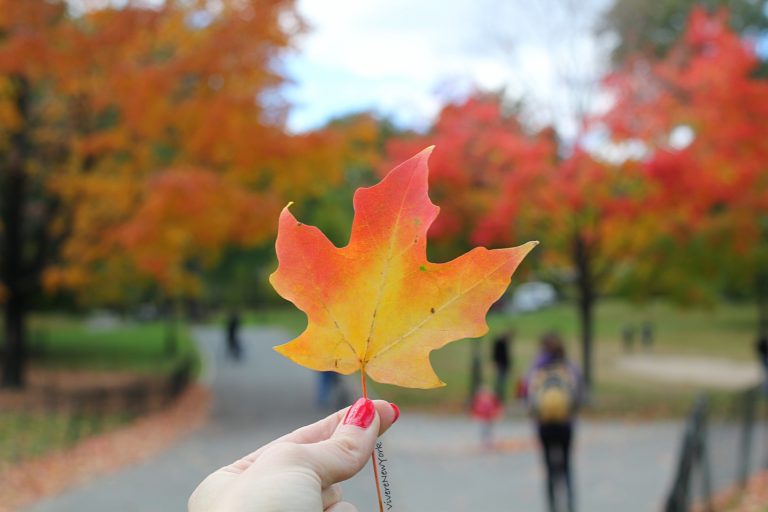 I colori dell’autunno a NYC