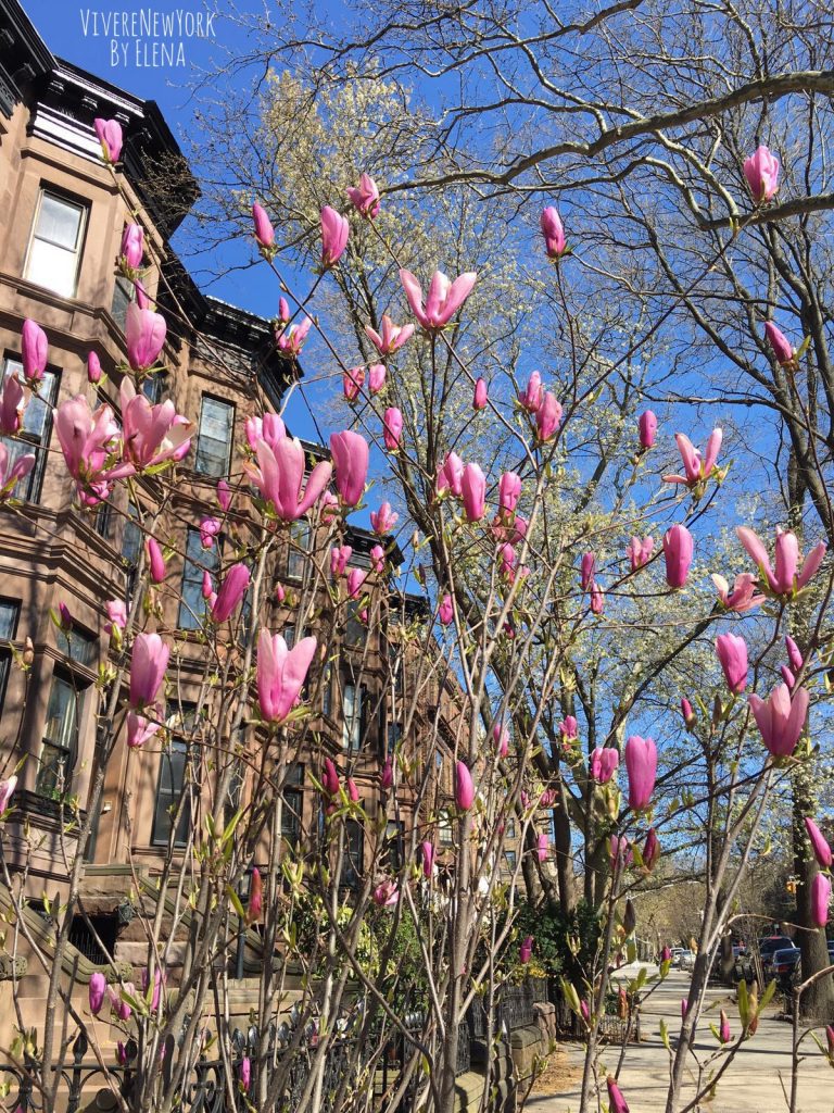 Mamma in the City: Spring has sprung in NY