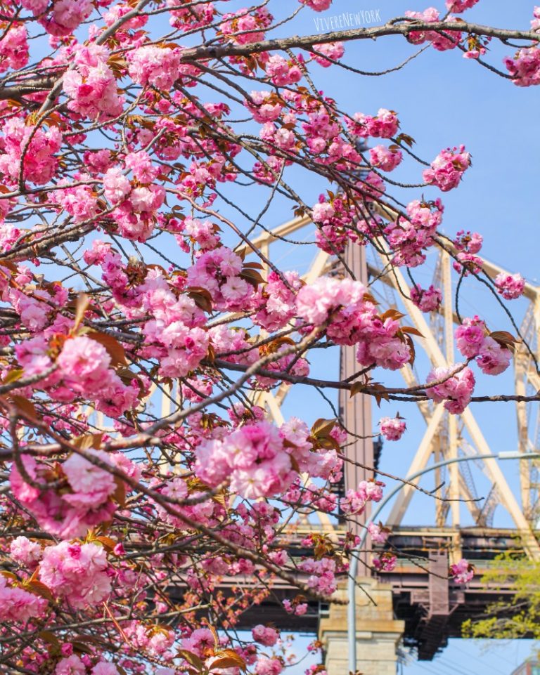 La fioritura dei ciliegi a New York